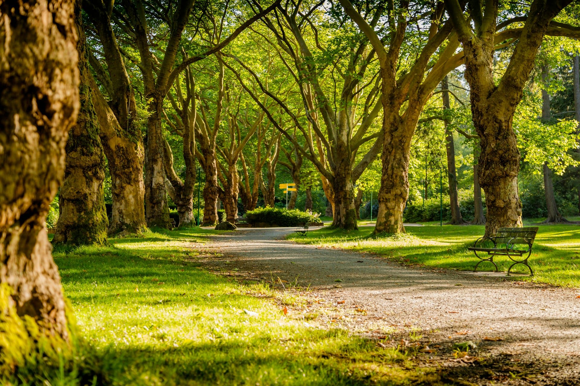 A tree-lined path through a public park
